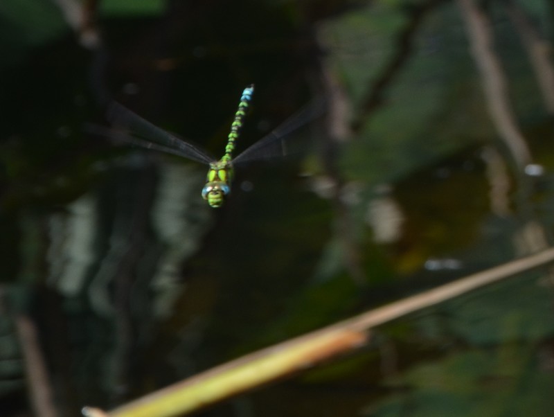 Aeshna mixta e Aeshna cyanea